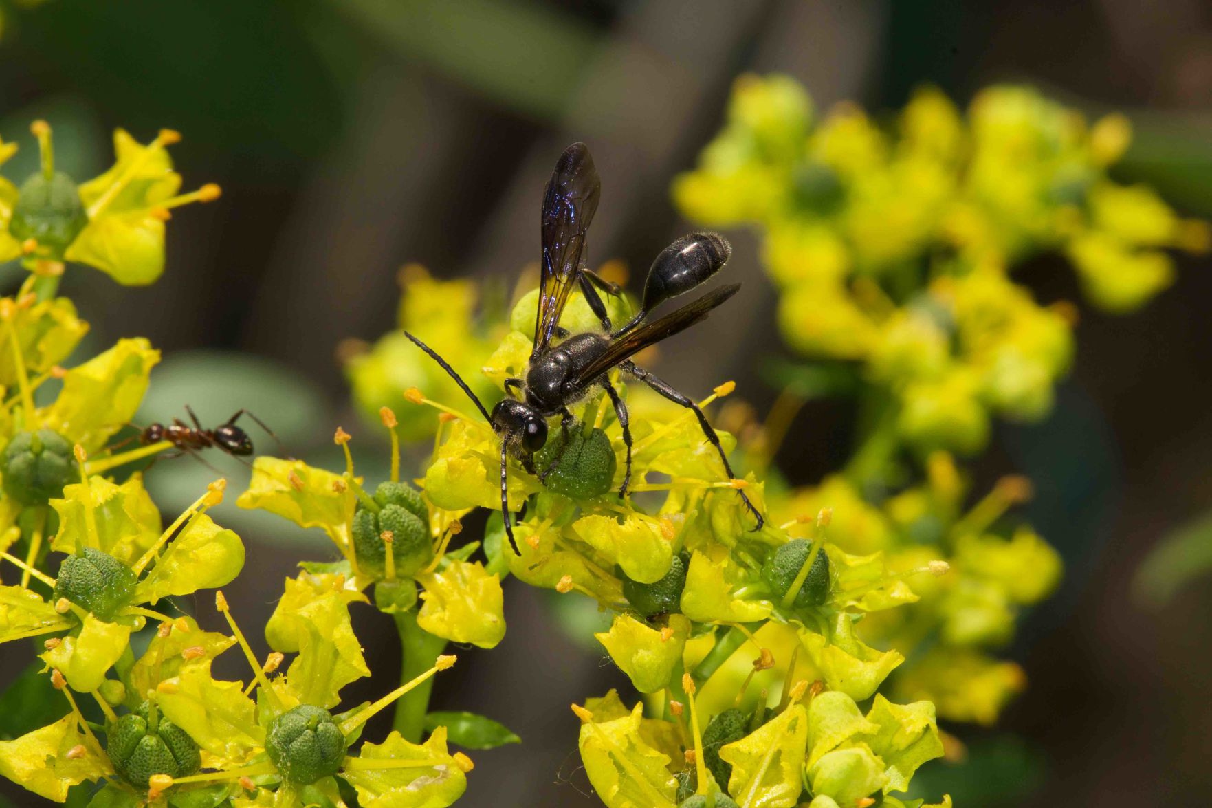 Wasp